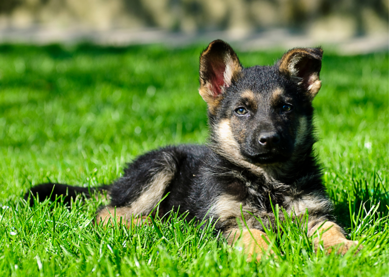 German Shepherd Puppies A Comprehensive Guide to Care and Training